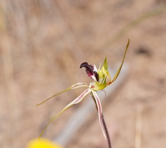 Caladenia tensa