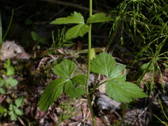 Cardamine maxima