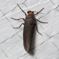 Virbia laeta
