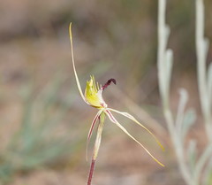 Caladenia tensa