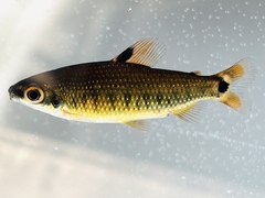 Dwarf Distichodus photo 1
