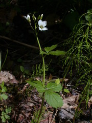 Cardamine maxima