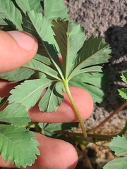 Cochlospermum palmatifidum, photograph Daniel, CC0, iNaturalist via GBIF