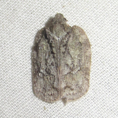 Flataloides scabrosus