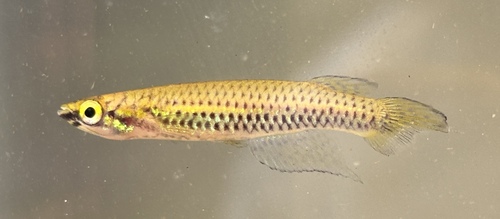 Chevalier's panchax (Epiplatys chevalieri) — Nothobranchiidae