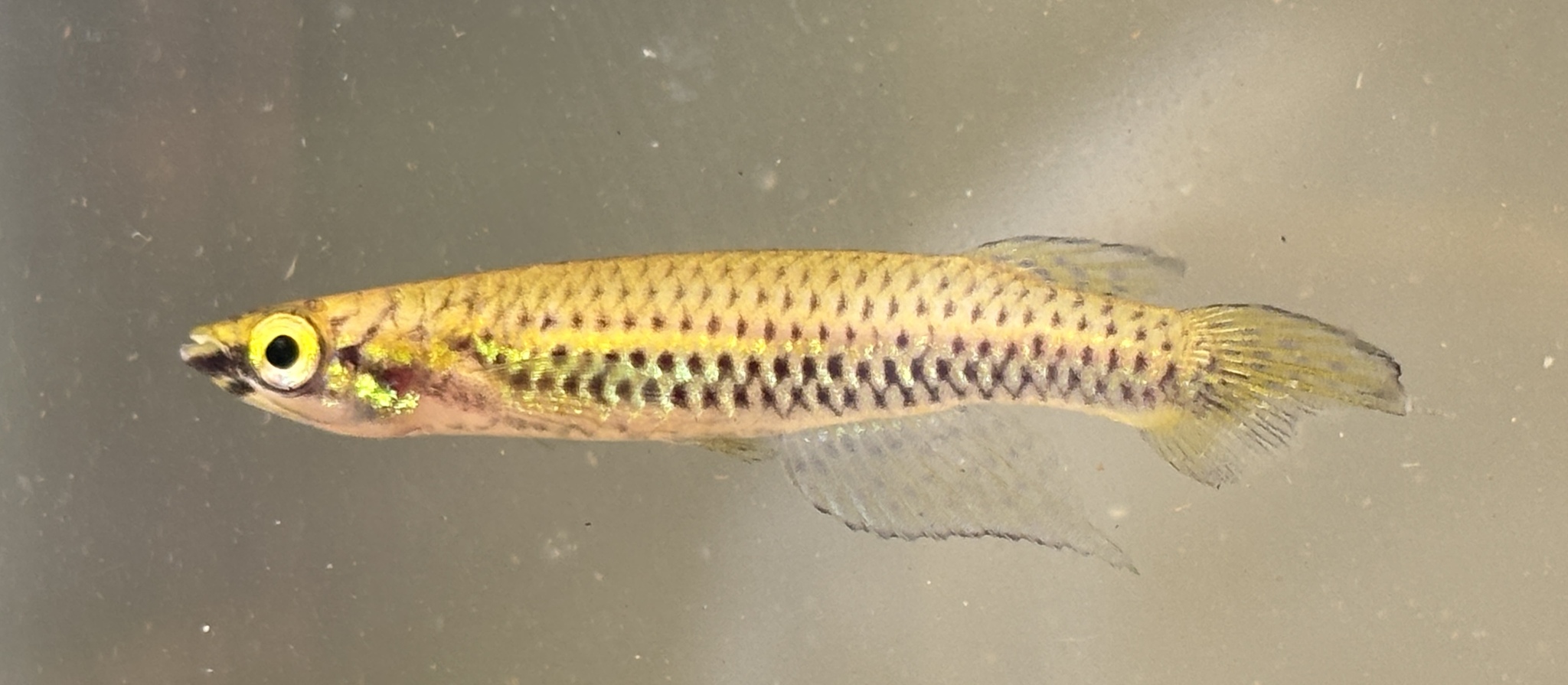Epiplatys nigricans