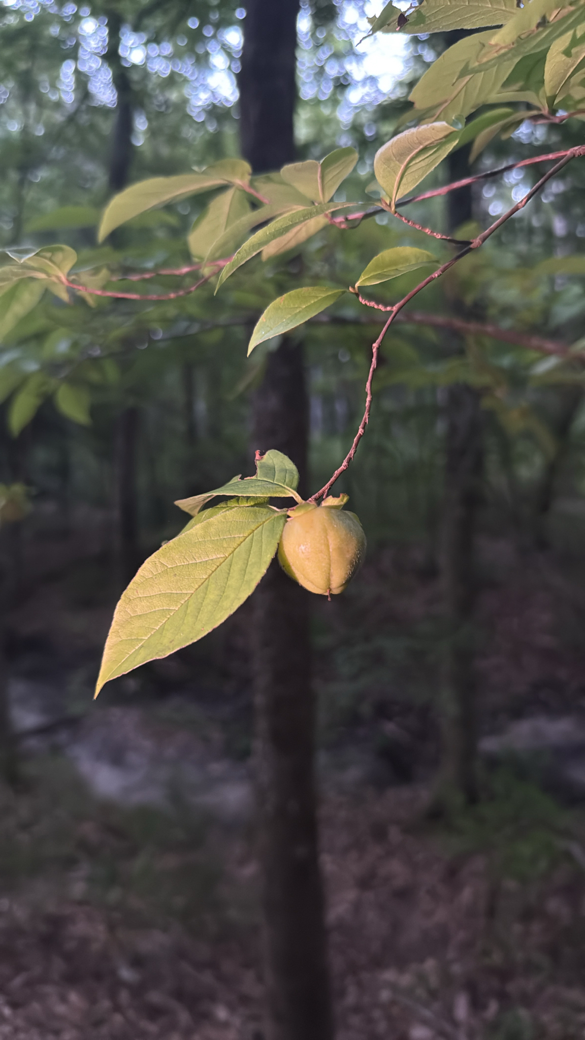 Silky Camellia (Stewartia malacodendron)