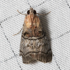 Pococera maritimalis