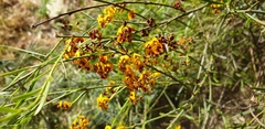 Daviesia leptophylla