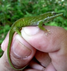 Anolis isolepis