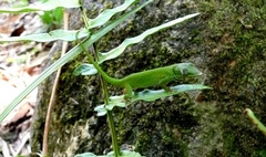 Anolis isolepis