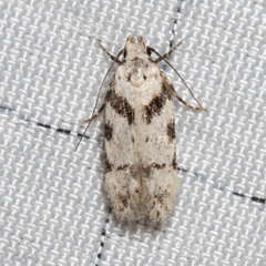 Pseudotelphusa palliderosacella