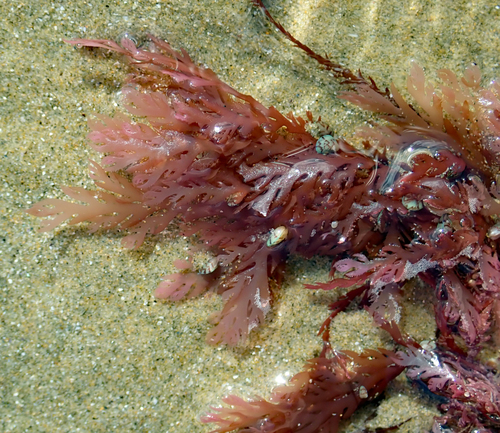 Plocamium cirrhosum observed 2019-09-29