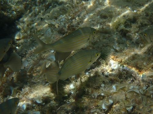 Sarpa salpa