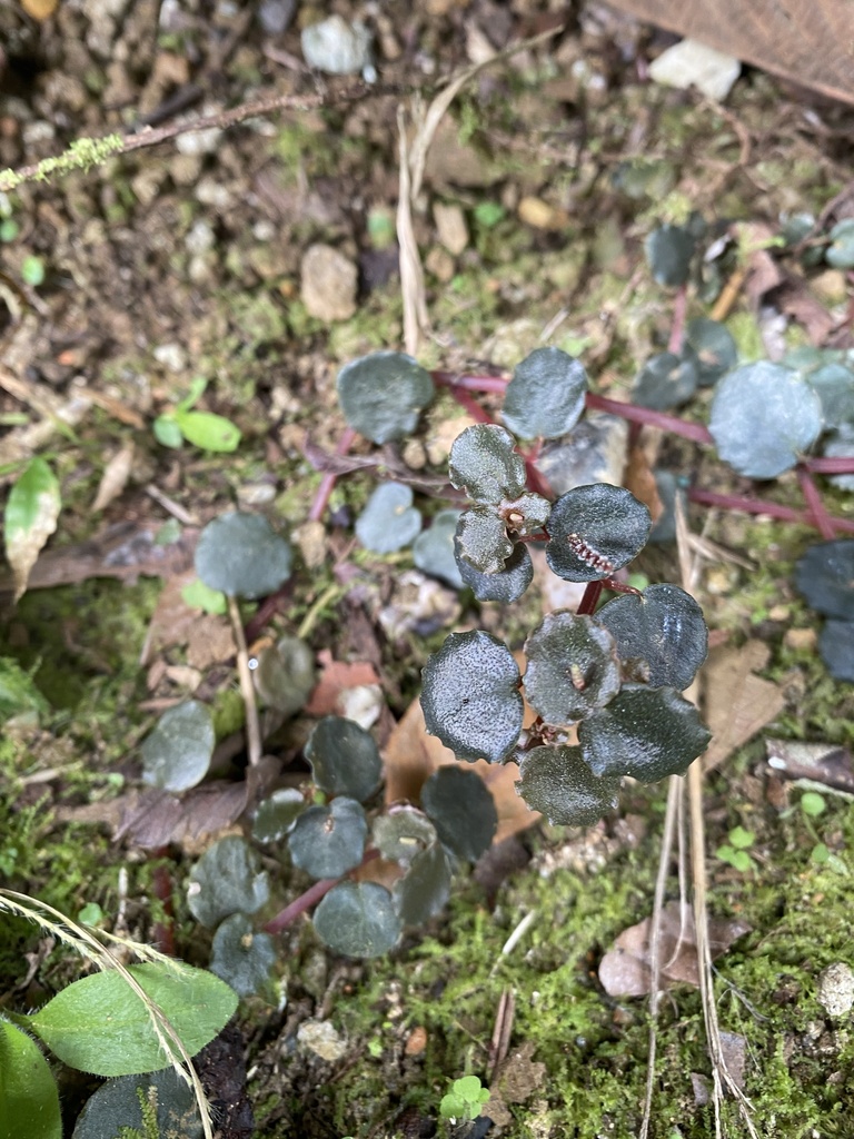 Peperomia reptilis