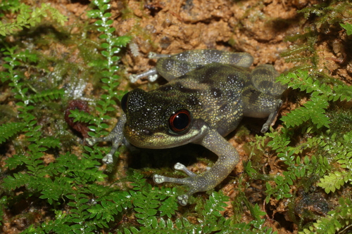 saber-toothed frog, Odontobatrachus natator