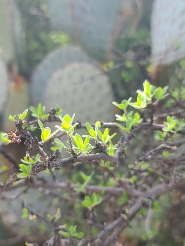 Desert olive (Forestiera shrevei)