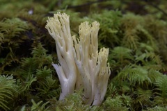 Ramaria cystidiophora