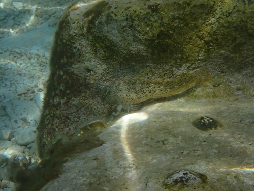 Parablennius sanguinolentus