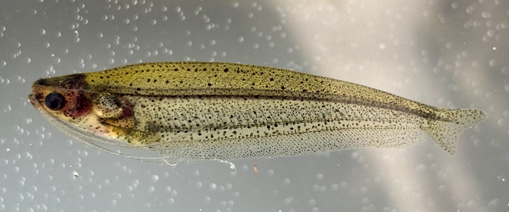 Congo glass catfish (Parailia congica) — Schilbeidae
