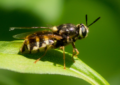 Stratiomys badia