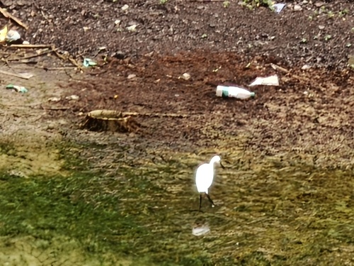 Little Egret