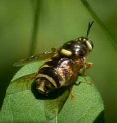 Stratiomys badia