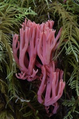 Ramaria araiospora