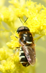 Stratiomys badia