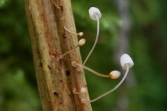 Mycena pterigena