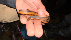 Cusuco Graceful Brown Snake photo 3