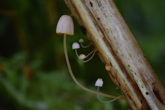 Mycena pterigena