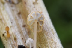 Mycena pterigena