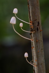 Mycena pterigena