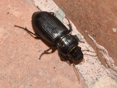 Curtonotus