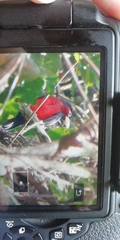 Lybius bidentatus