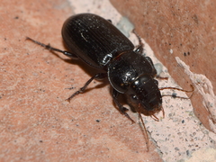 Curtonotus