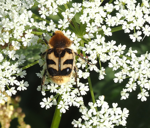 Eurasian Bee Beetle photo 5