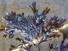 Xiphophora chondrophylla