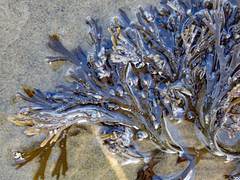 Xiphophora chondrophylla