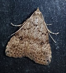 Tolpiodes oligolasia