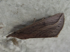 Hypena abducalis