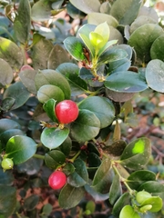 Carissa macrocarpa