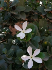 Carissa macrocarpa