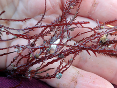 Vidalia colensoi