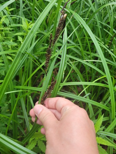 Наблюдение на iNaturalist
