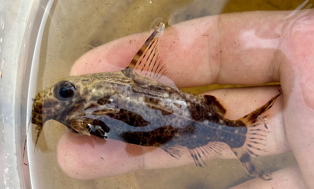 Synodontis à gros yeux (Synodontis contractus) (Synodontis contractus)