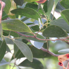 Acacia oraria