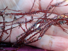 Vidalia colensoi