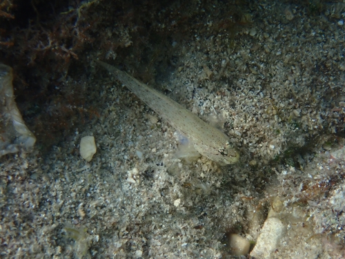 Gobius bucchichi